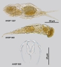 Dicranophorus luetkeni