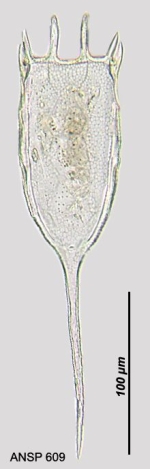 Keratella americana