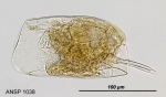 Mytilina unguipes