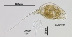 Trichocerca ornata