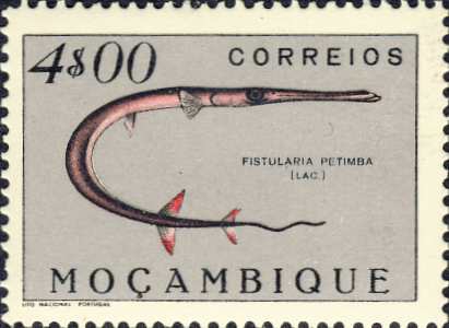 Fistularia petimba Fistularia petimba
