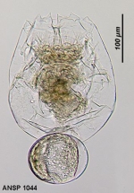 Brachionus plicatilis