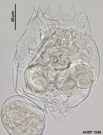 Brachionus rotundiformis
