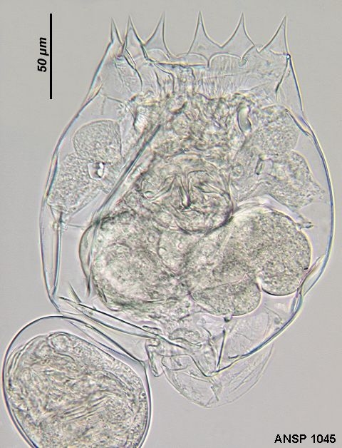 Brachionus rotundiformis