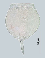 Lecane braziliensis