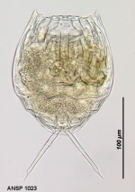 Lecane nitida