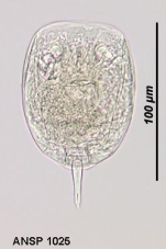 Lecane syngenes
