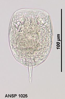 Lecane syngenes