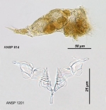 Cyrtonia tuba