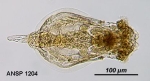 Euchlanis deflexa