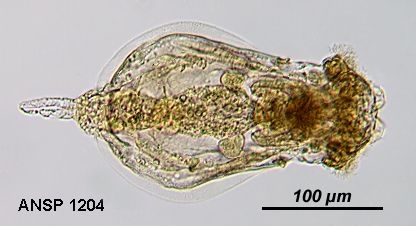 Euchlanis deflexa