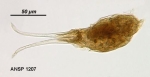 Encentrum aquila