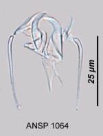Aspelta imbuta