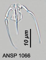 Aspelta curvidactyla