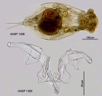 Euchlanis myersi