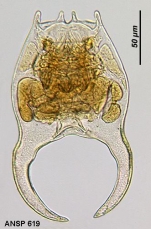 Brachionus forficula