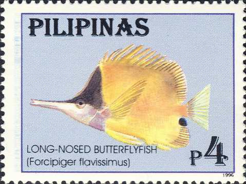 Forcipiger flavissimus Forcipiger flavissimus