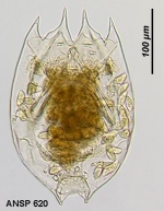 Brachionus calyciflorus borgerti