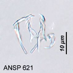 Lindia pallida Lindia pallida