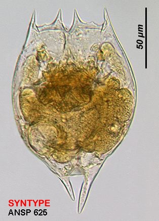 Brachionus havanaensis var. minnesotensis