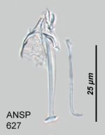 Trichocerca compressa