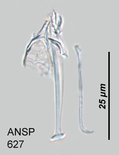 Trichocerca compressa Trichocerca compressa