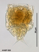 Lecane calcaria