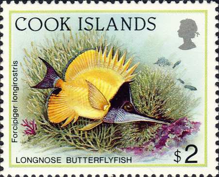 Forcipiger longirostris Forcipiger longirostris