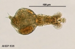 Habrotrocha lata