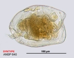 Lophocharis hutchinsoni