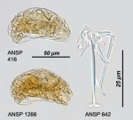 Trichocerca parvula