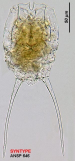 Brachionus caudatus f. provectus