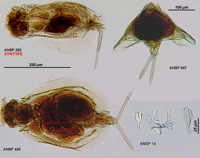 Euchlanis calpidia