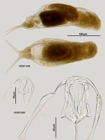 Dicranophorus prionacis