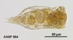 Notommata pygmaea