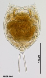 Lecane curvicornis