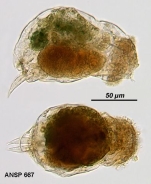 Cephalodella lipara