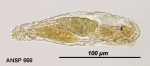 Taphrocampa clavigera