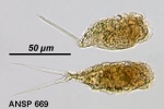 Cephalodella belone