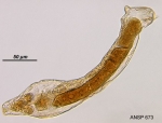 Albertia naidis