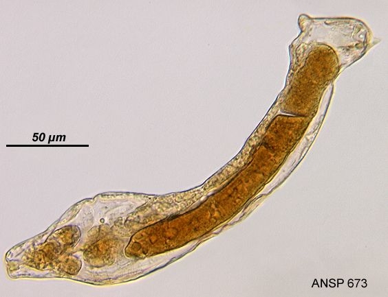 Albertia naidis