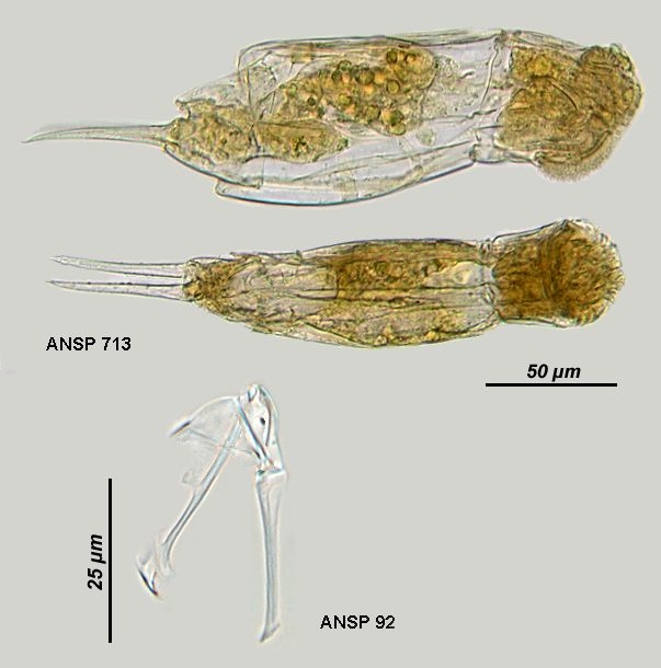 Cephalodella inquilina