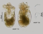 Ascomorpha agilis