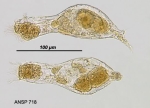 Proalinopsis caudata