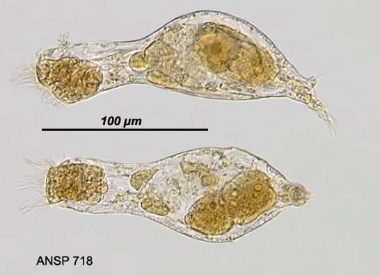 Proalinopsis caudata