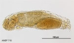 Lindia annecta