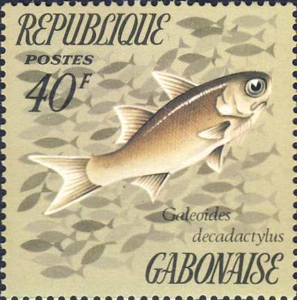 Galeoides decadactylus Galeoides decadactylus