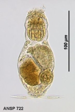 Lecane clara