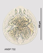 Testudinella parva