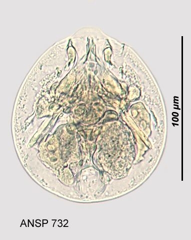 Testudinella parva Testudinella parva